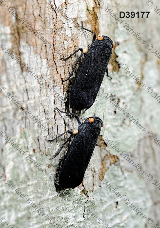 Acraephia perspicillata (Fulgoridae, Hemiptera)